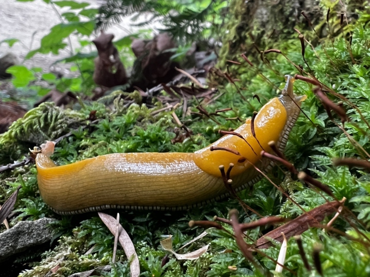 Banana Slug